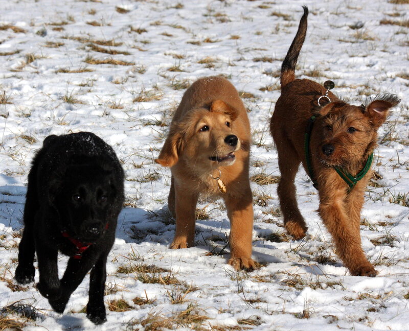 Three Puppies in Snow — White