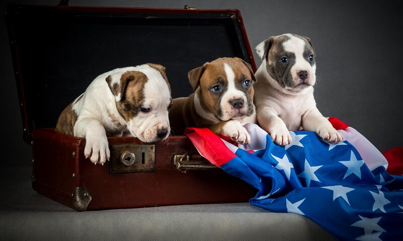Three Puppies in Suitcase