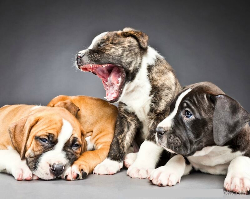 Three Puppies Lying