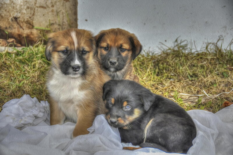 Three Puppies on Blanket