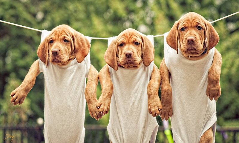 Three Puppies on Clothesline