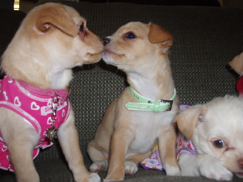Three Puppies on Couch
