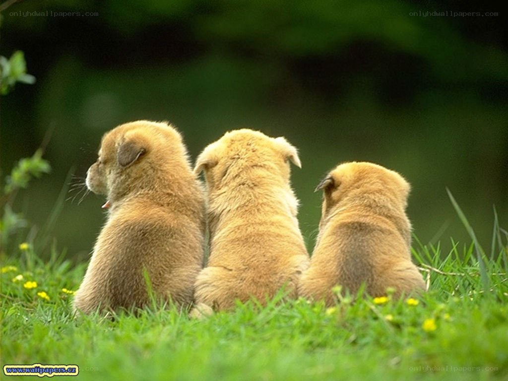 three puppies on grass