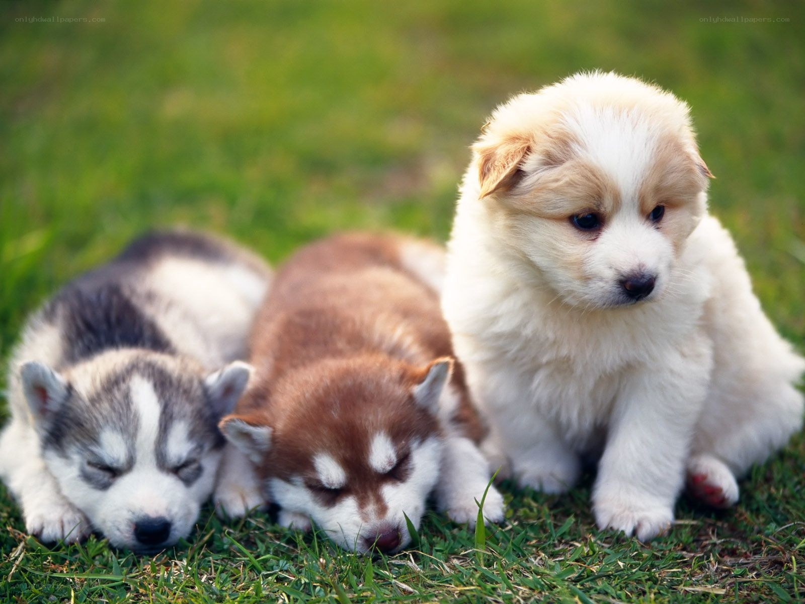 Three puppies on grass
