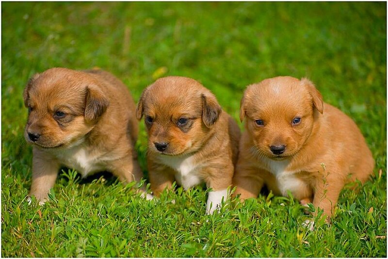 Three puppies on grass