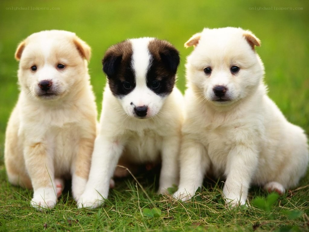 three puppies on grass