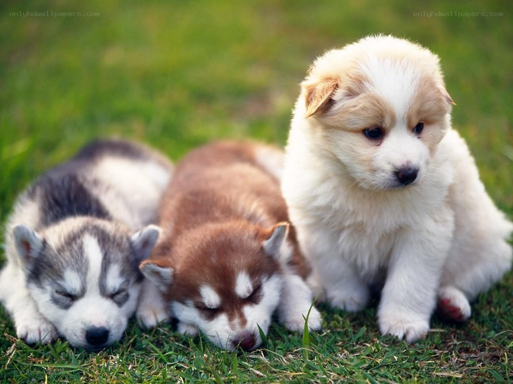 Three puppies on grass