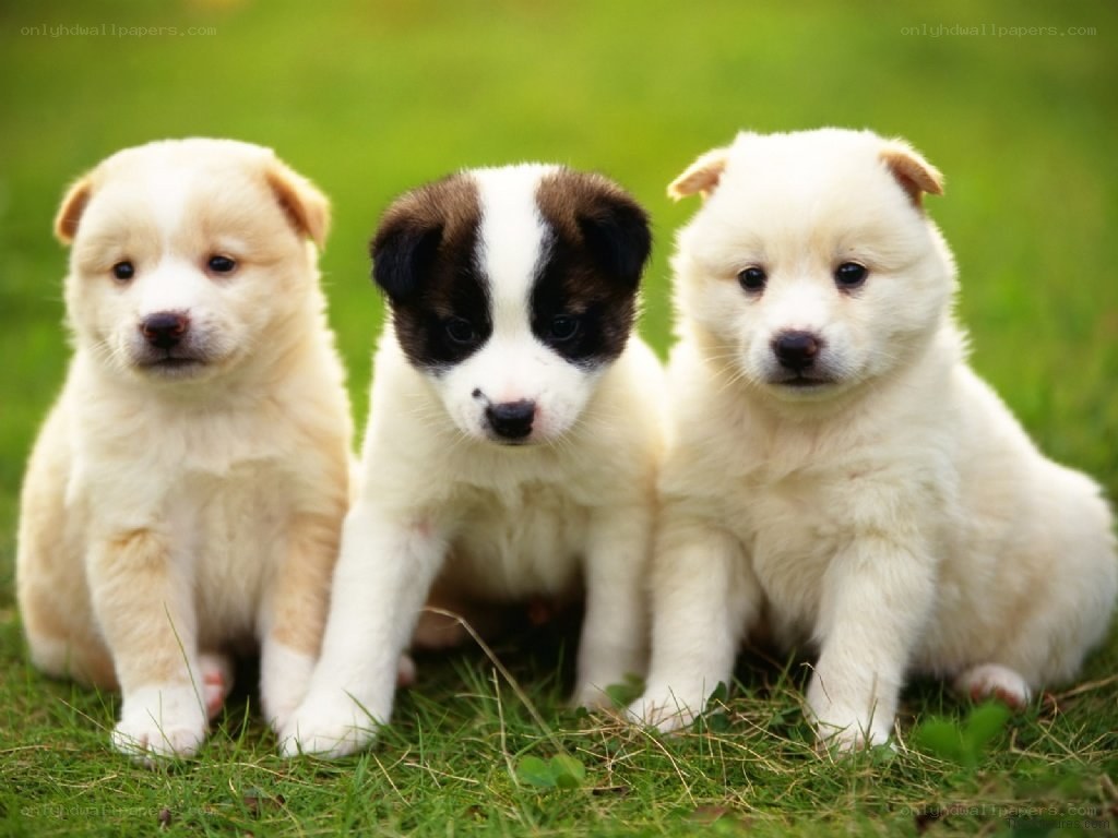 three puppies on grass
