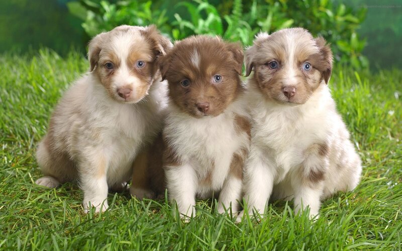 three puppies on grass