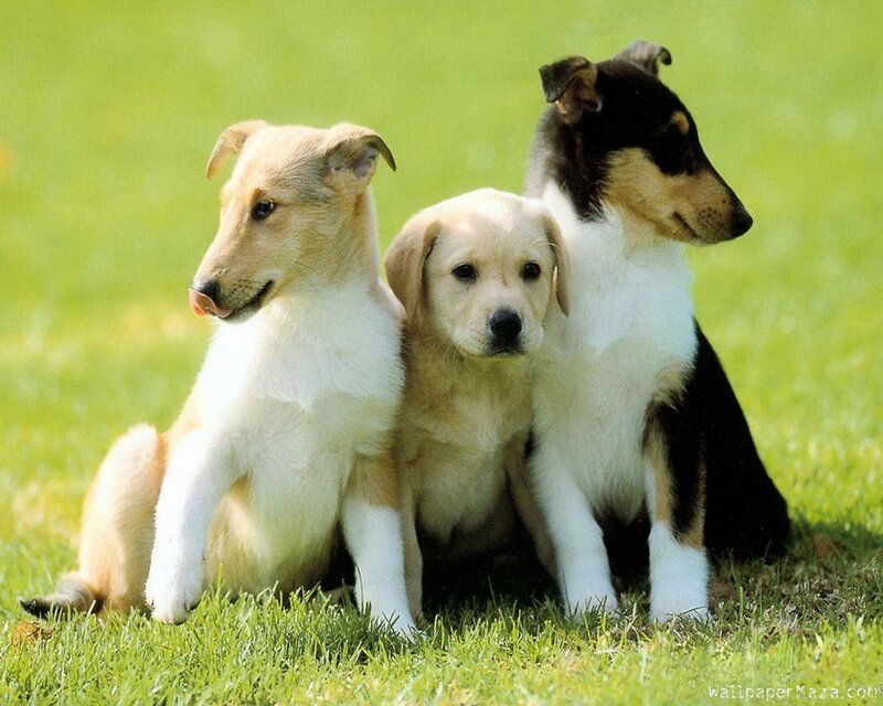 Three Puppies on Grass — Green, Calm