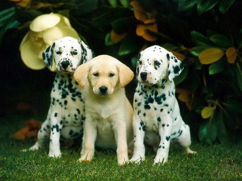 Three Puppies on Grass — Green, Peaceful