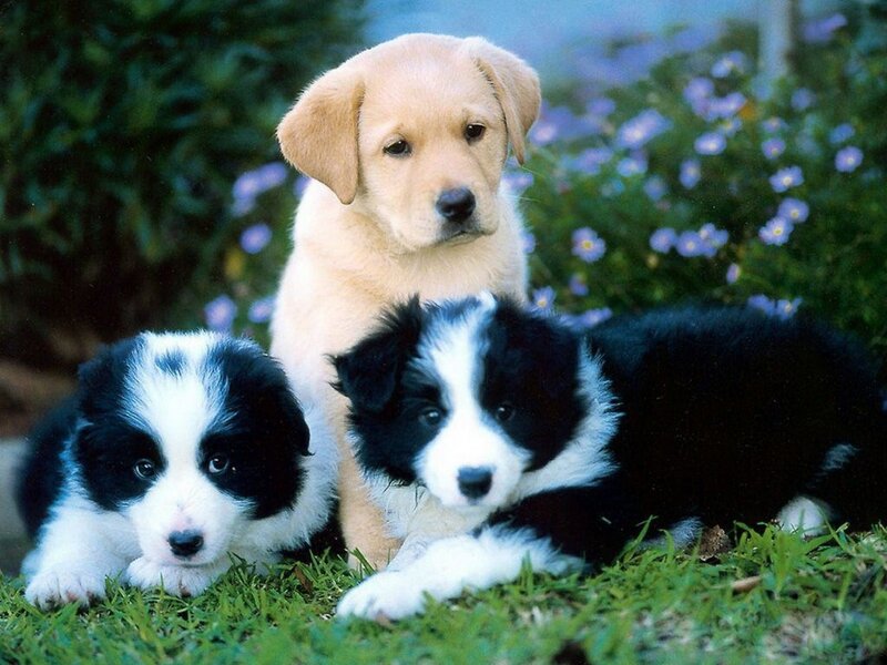 Three Puppies on Grass — Green