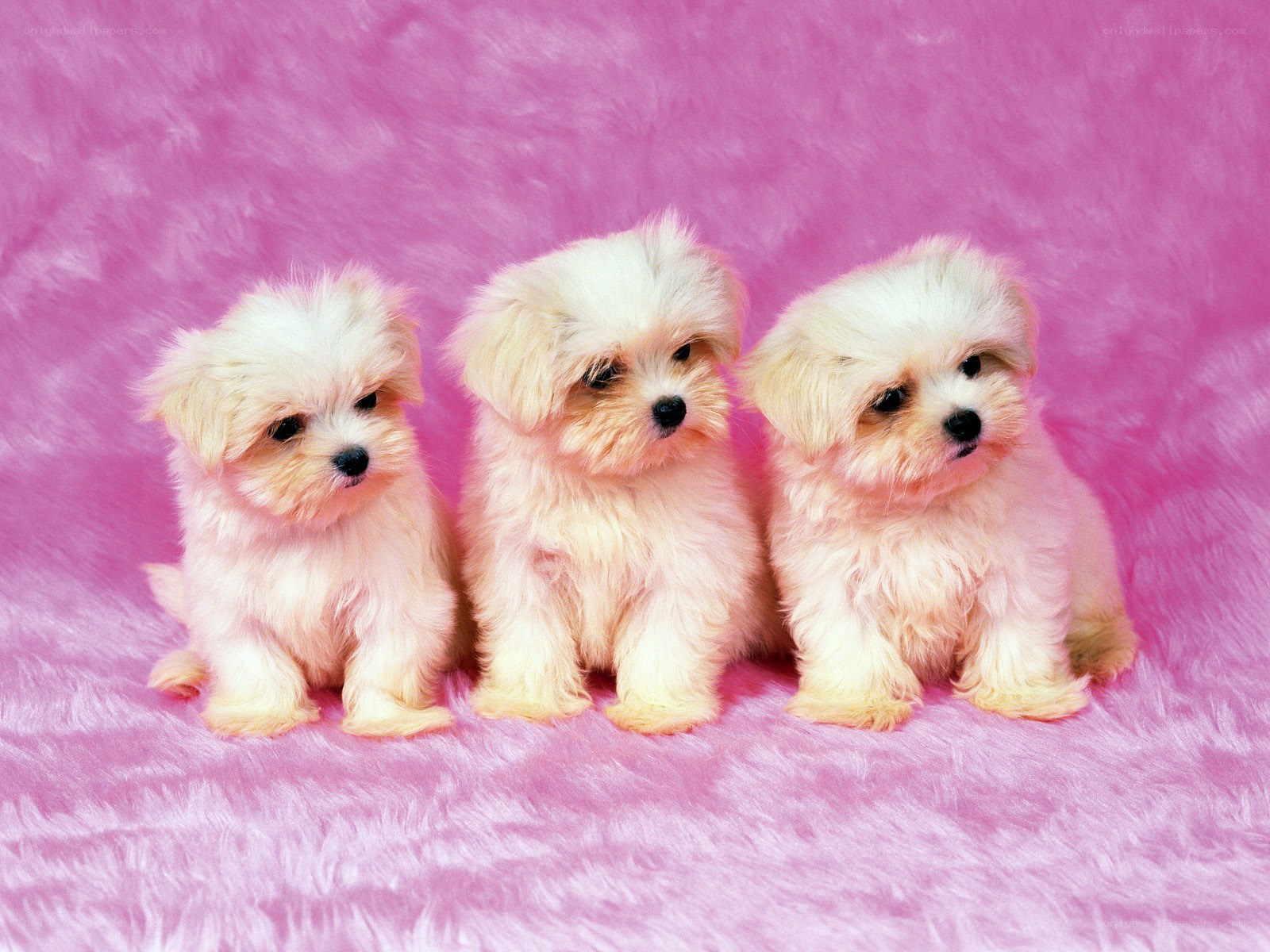 three puppies on pink background