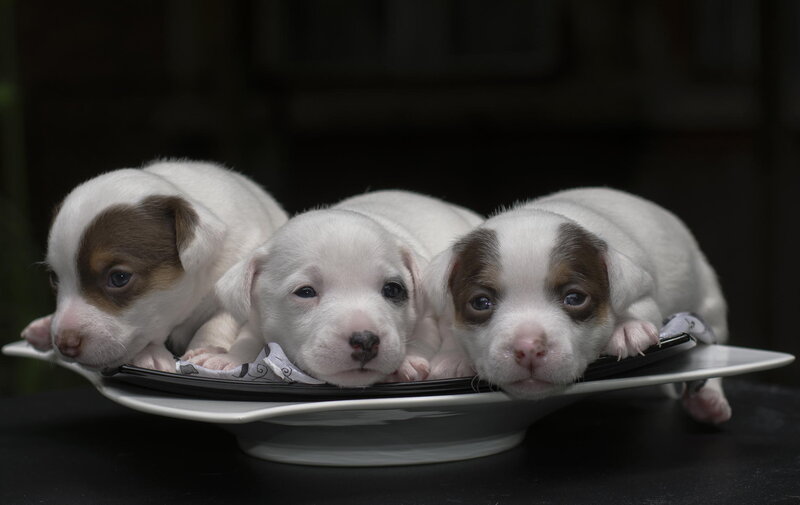 Three Puppies on Plate