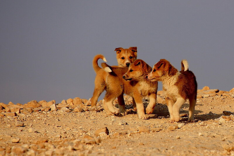 Three Puppies on Rocks