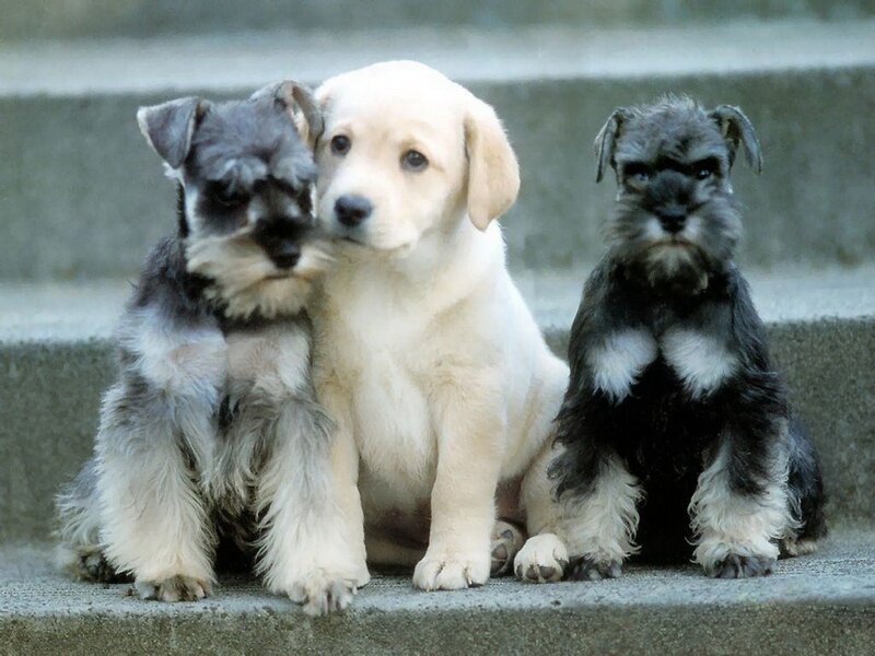 Three Puppies on Steps
