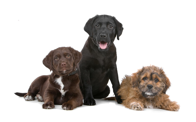 Three Puppies on White