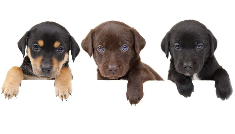 Three Puppies Peeking