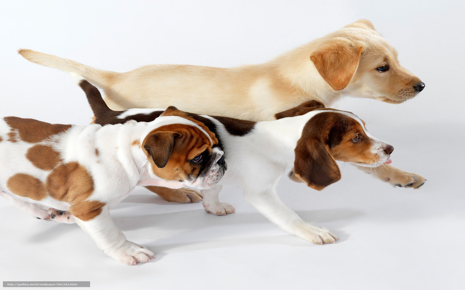 three puppies running