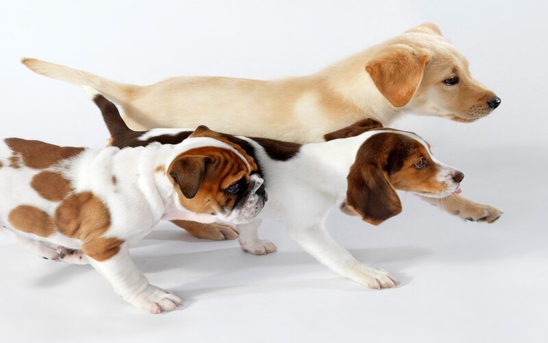 Three Puppies Running — White, Active