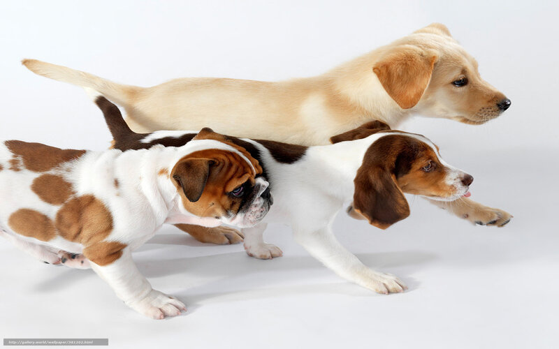 Three Puppies Running — White, Playful, Photograph