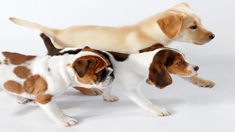 Three Puppies Running — White, Playful