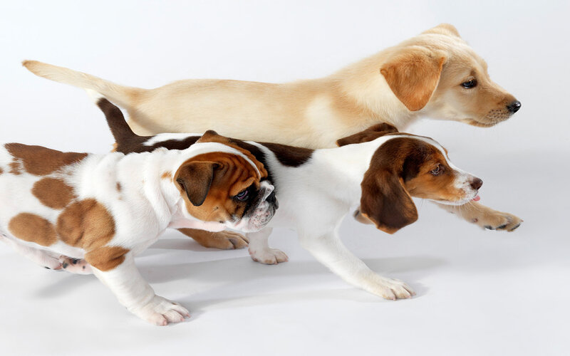 Three Puppies Running — White