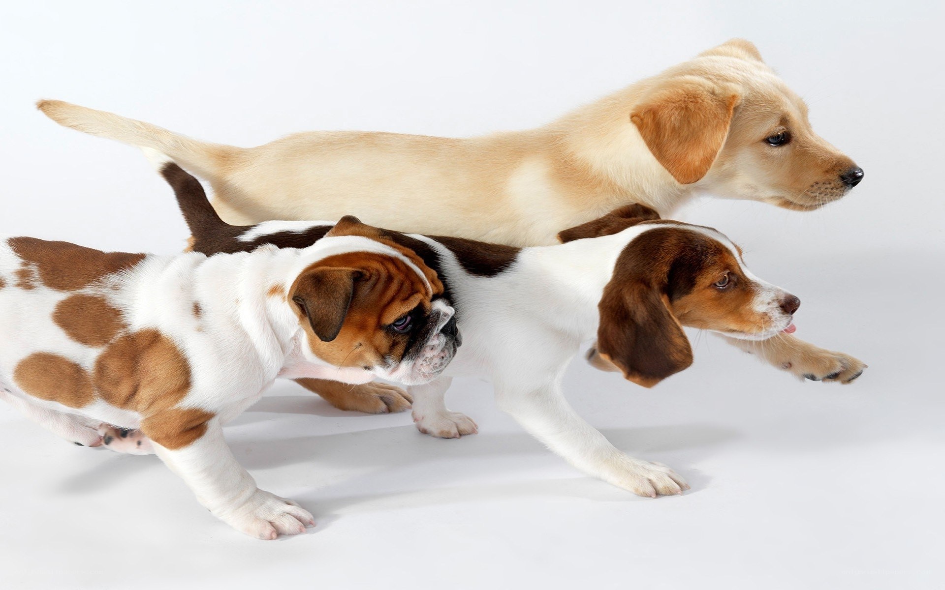three puppies running