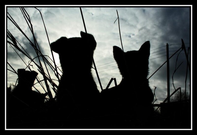 Three Puppies Silhouetted