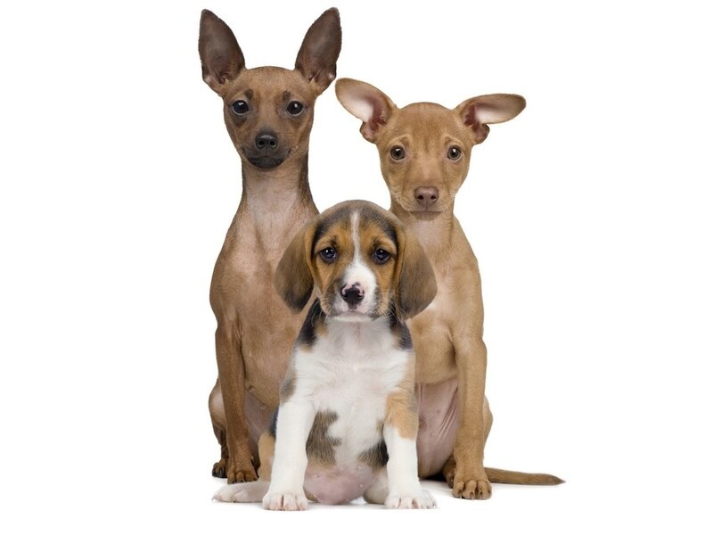 Three Puppies Sitting — Brown