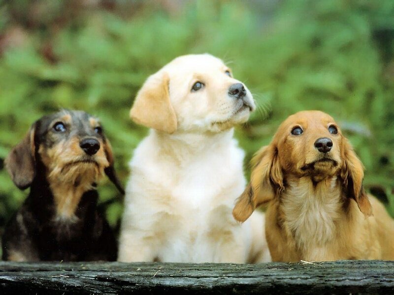 Three Puppies Sitting