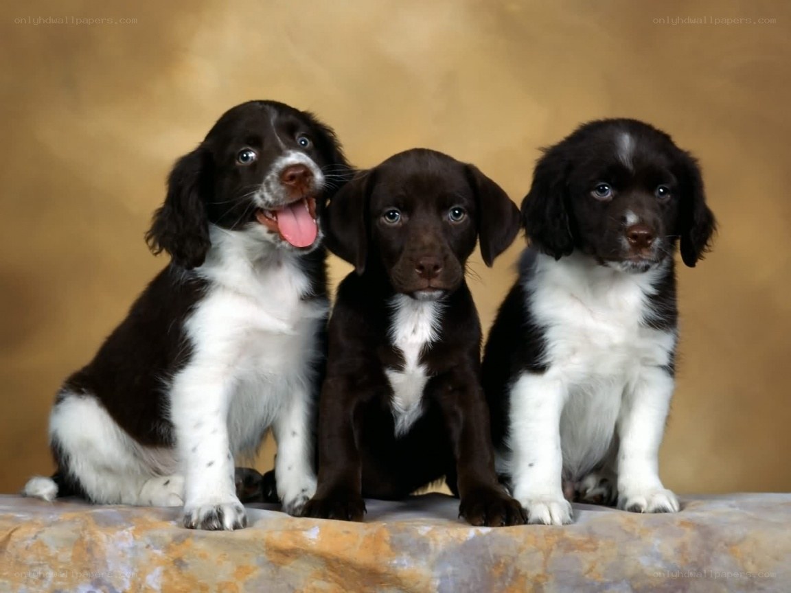 three puppies sitting together