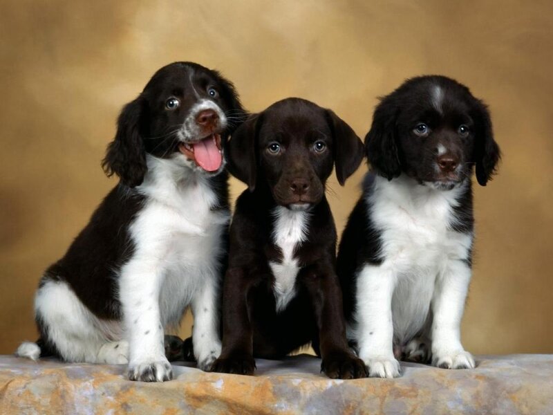 three puppies sitting together