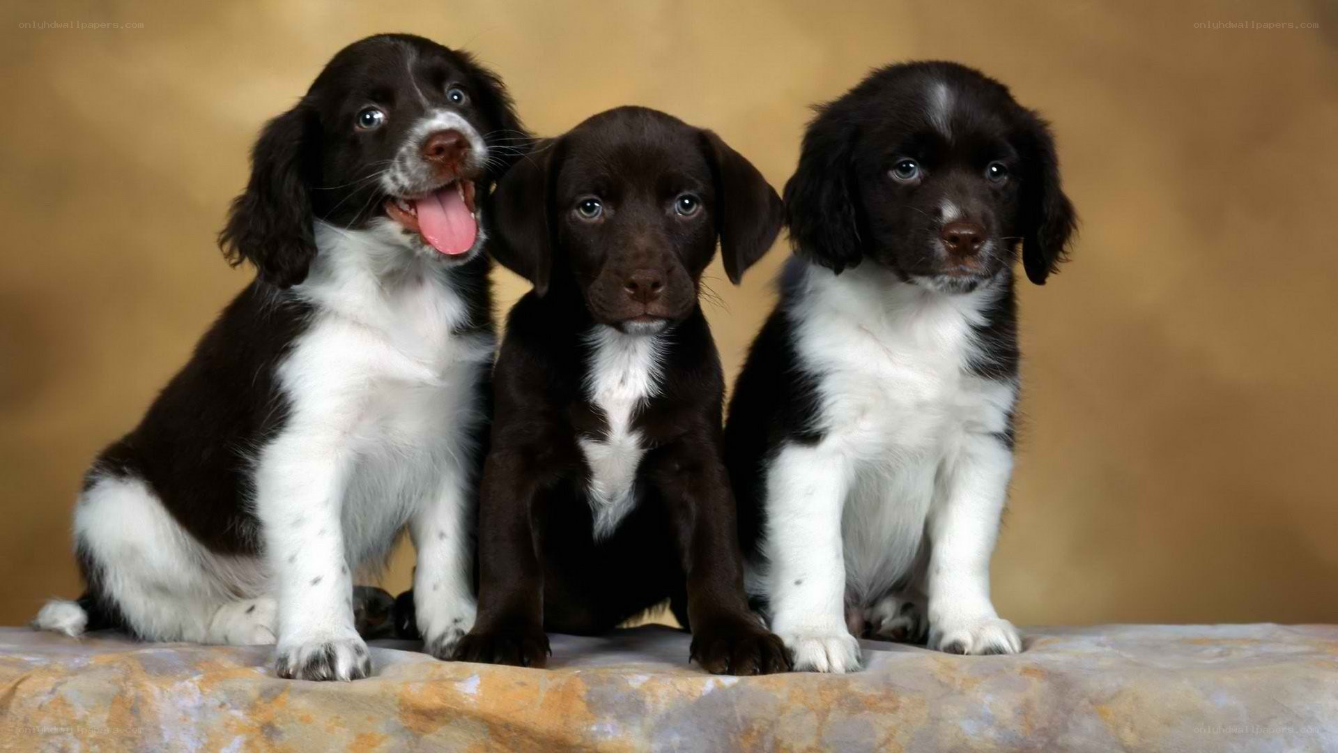 three puppies sitting together
