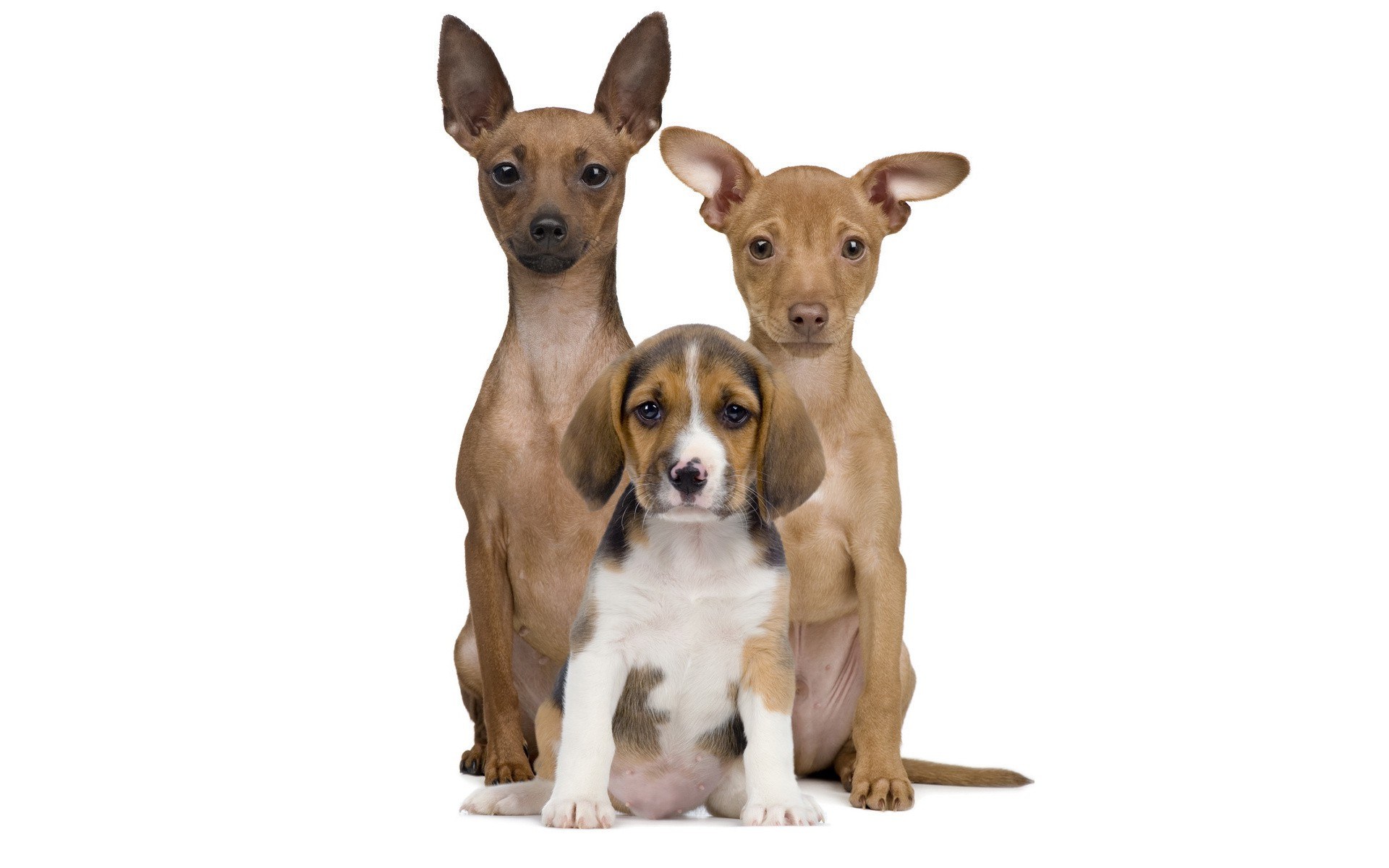 three puppies sitting together