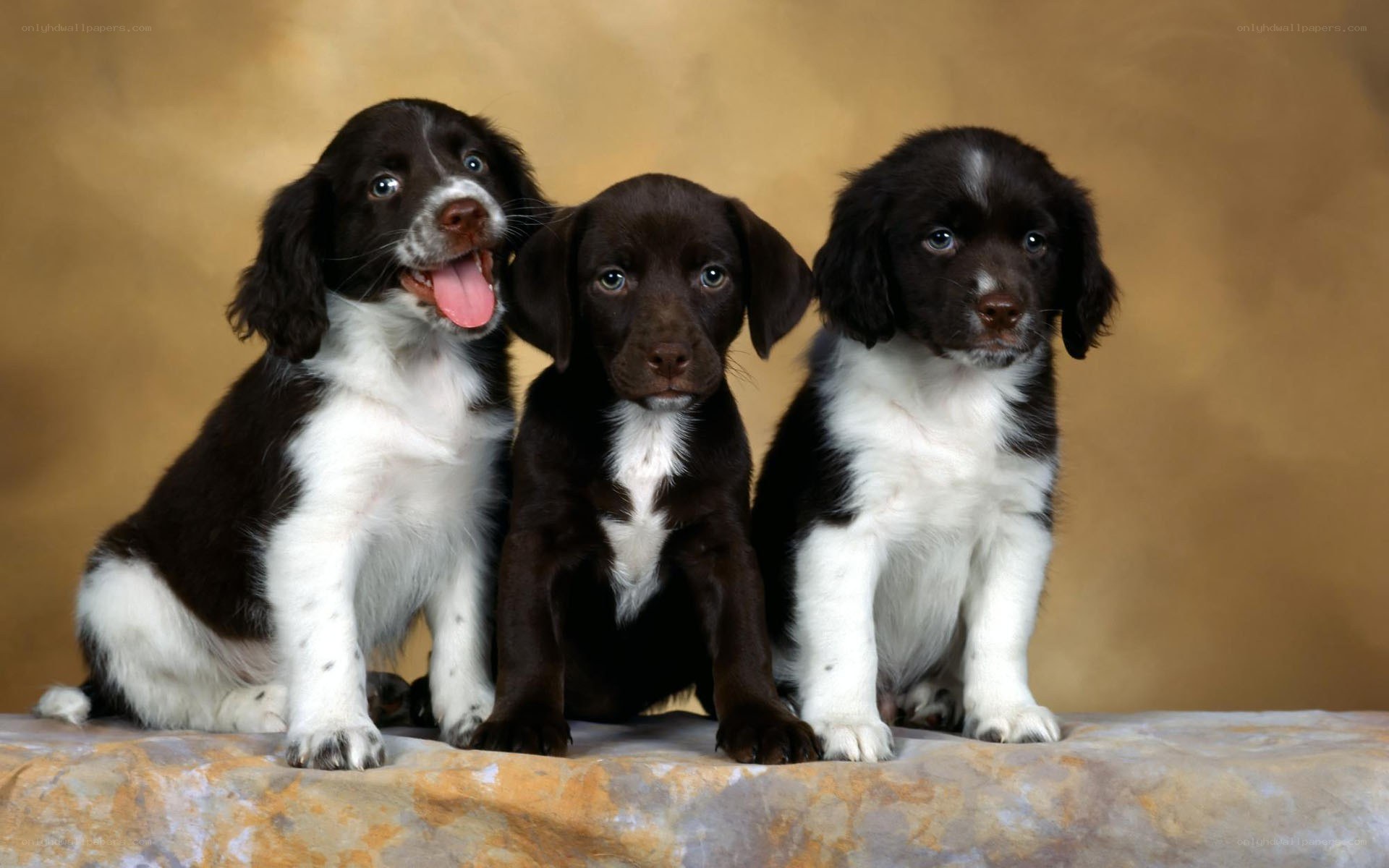 three puppies sitting together