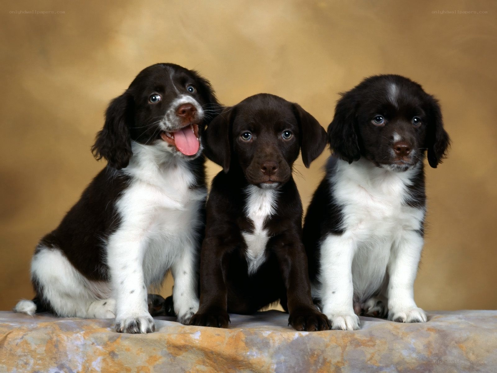 three puppies sitting together
