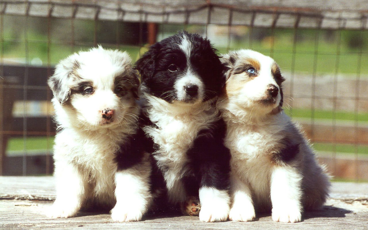 Three puppies sitting together