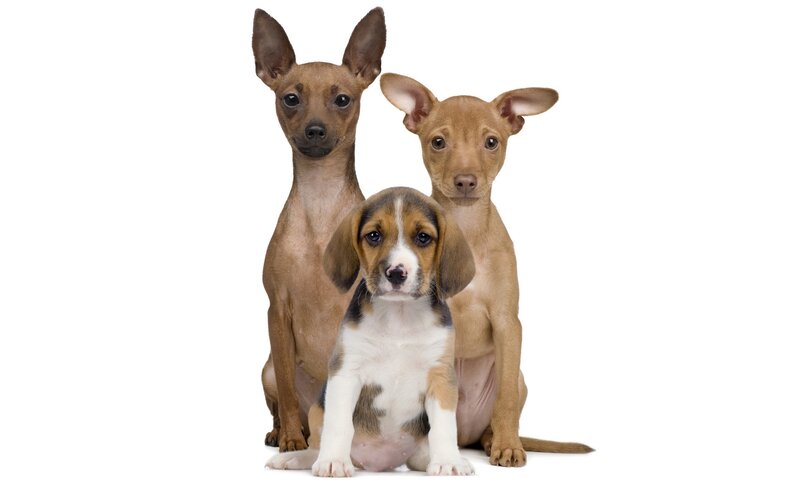 three puppies sitting together