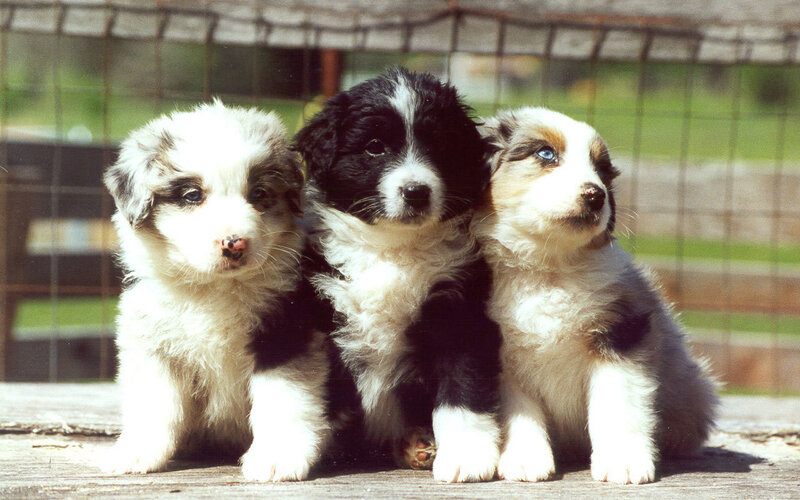 Three Puppies Sitting — White, Calm