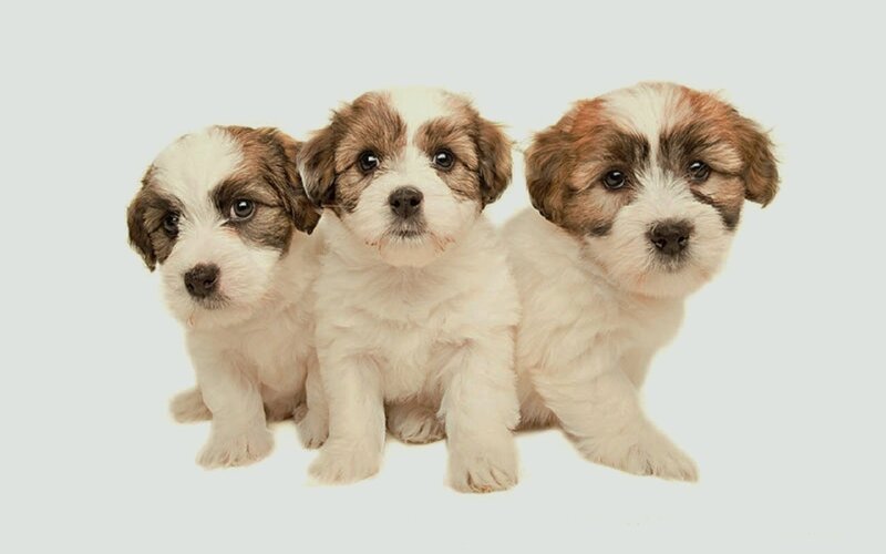 Three Puppies Sitting — White, Neutral