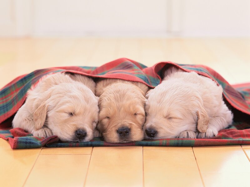 Three puppies sleeping under a blanket