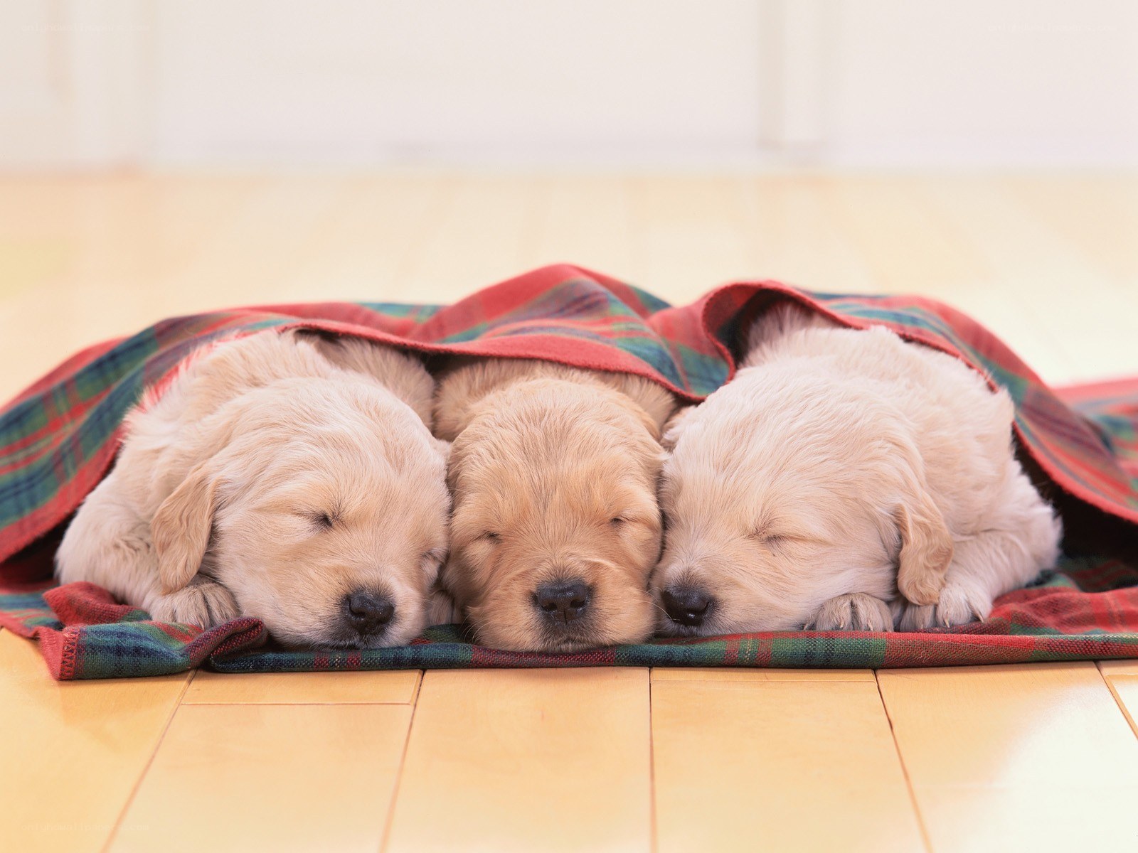Three puppies sleeping under a blanket