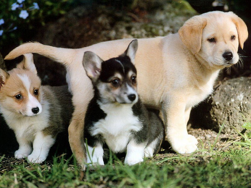 Three Puppies Together — Green