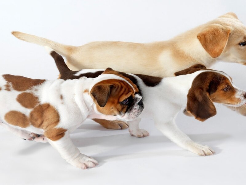 Three Puppies Walking