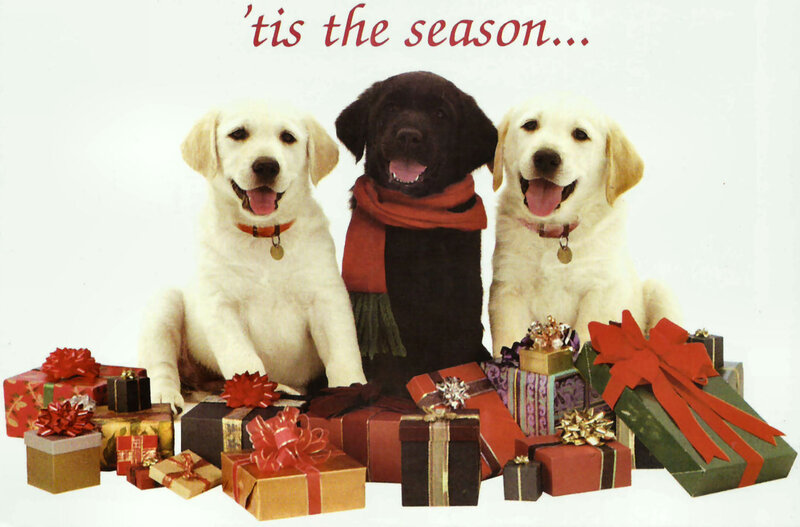 Three Puppies with Gifts