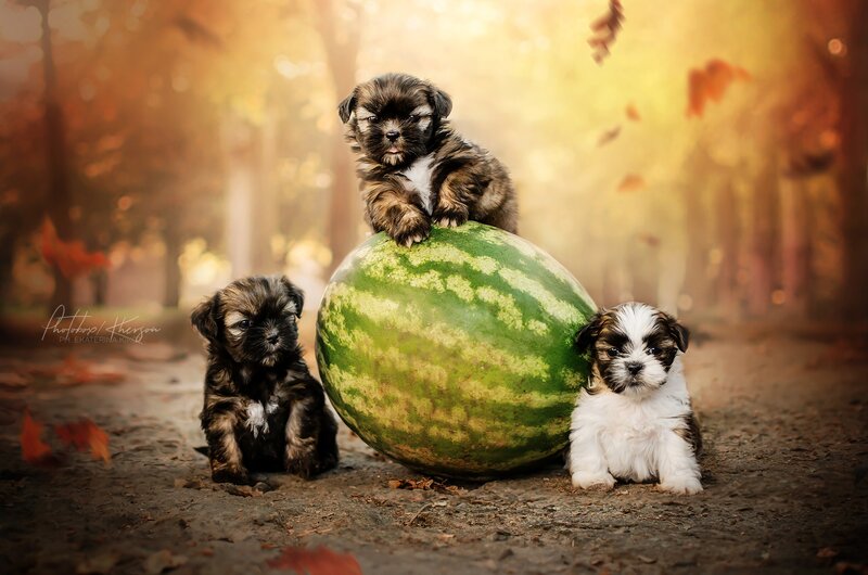 Three Puppies with Watermelon