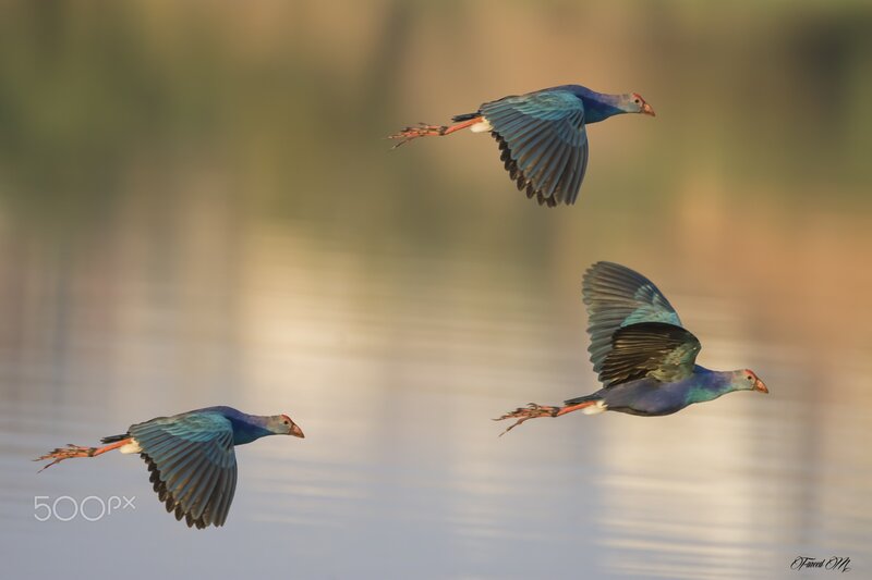 Three Purple Birds in Flight