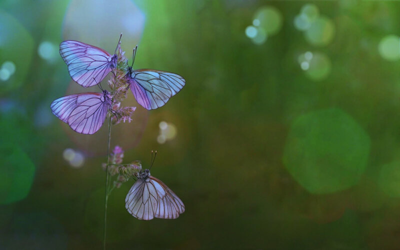 Three Purple Butterflies — Serene