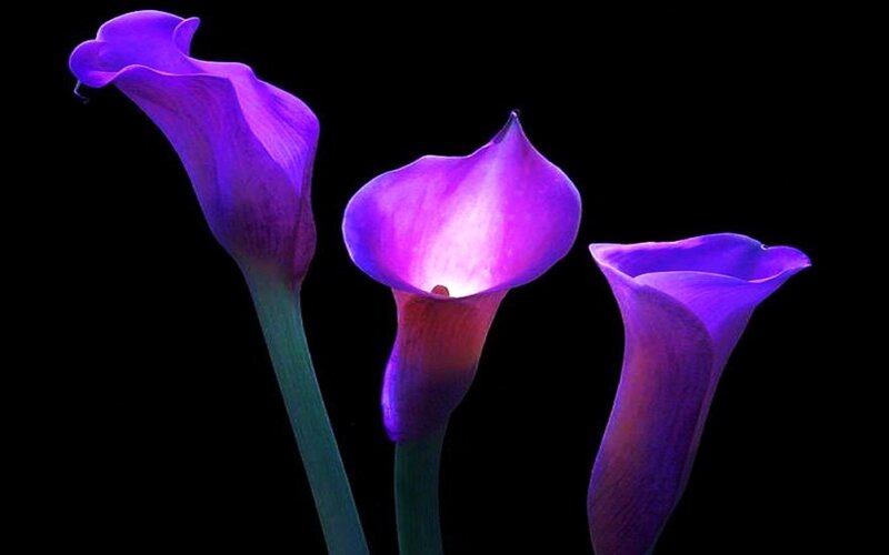 Three Purple Calla Lilies — Dramatic